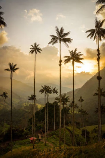 Palmas de cera del Valle de Cocora al atardecer